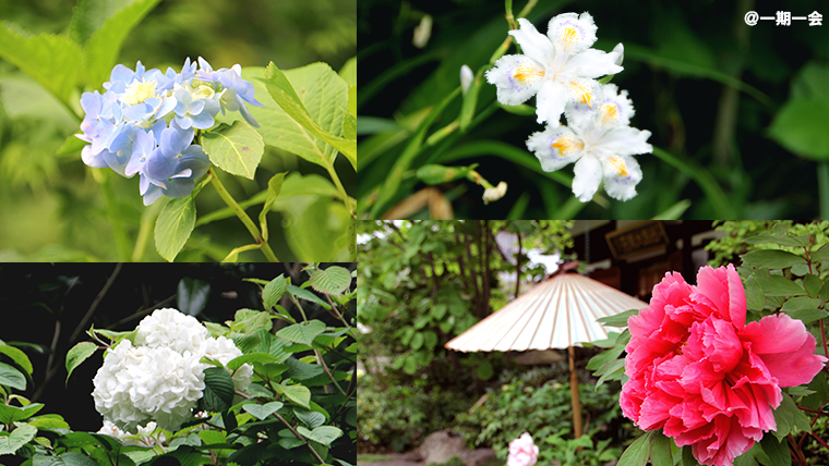 長谷寺の花々